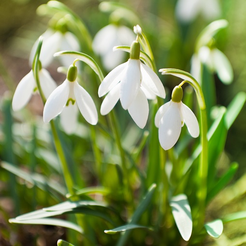 Snowdrop Bulbs